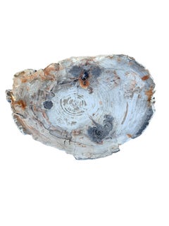 Extremely Rare Petrified Wood Slab made into a Table