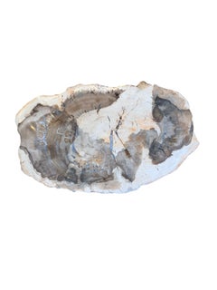 Extremely Rare Petrified Wood Slab made into a Table