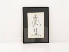 Pair of French Anatomical French Engravings