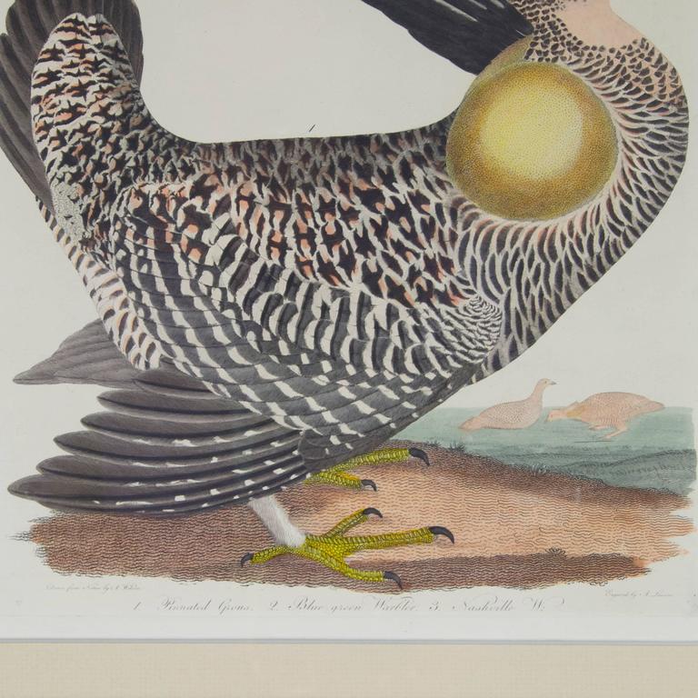 Ornithological Hand-Painted Alexander Wilson Engraving For Sale at 1stDibs