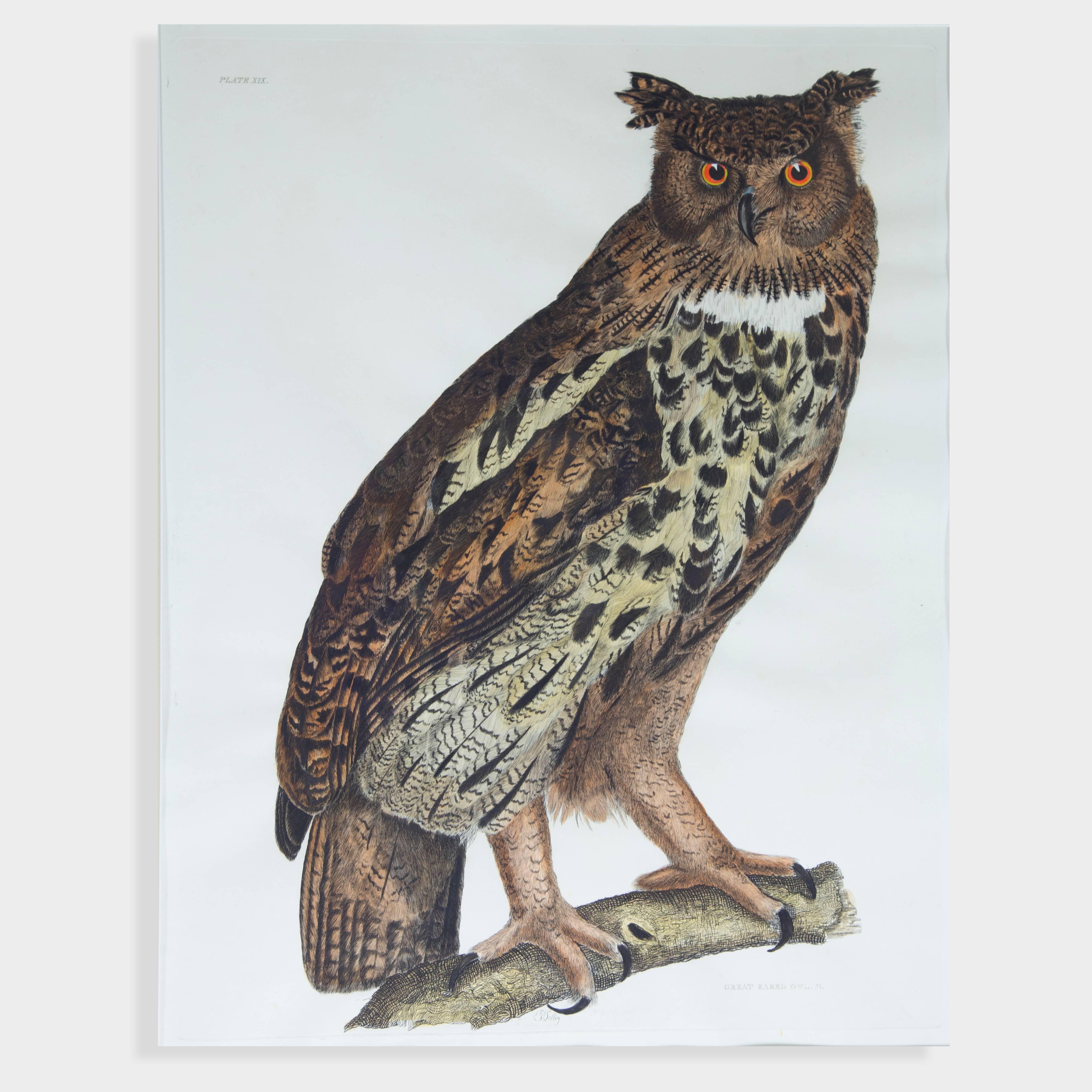 Beautiful hand colored wildlife print depicting the great eared owl. Plate number: XIX. Hand-colored engraving of a perched great eared owl
after the great naturalist  Alexander Wilson (1776-1813); Wilson is rightfully considered the father of