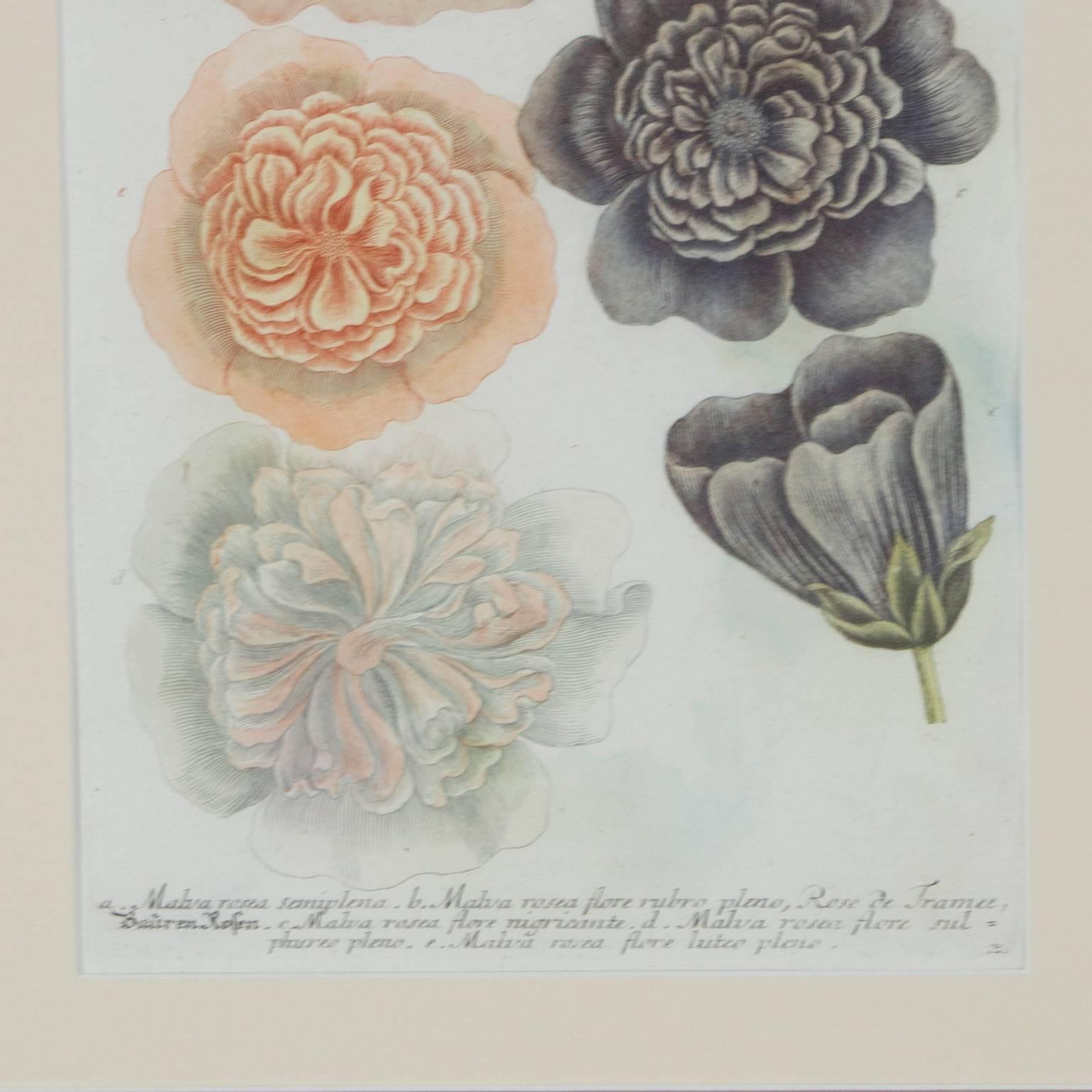 Renaissance Hand-Colored Botanical Floral Framed Art Print