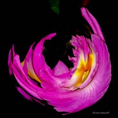 Flames of Passion Art Photography 1