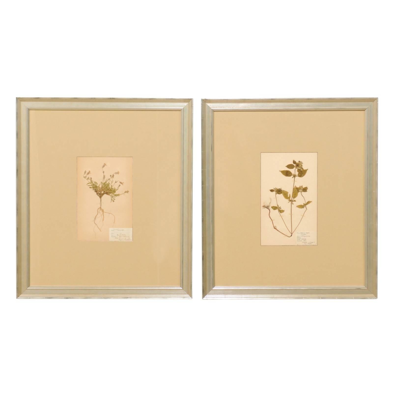 Pair of Swedish Framed Herbariums and Botanicals from the Early 20th Century