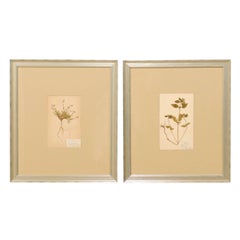 Pair of Swedish Framed Herbariums and Botanicals from the Early 20th Century