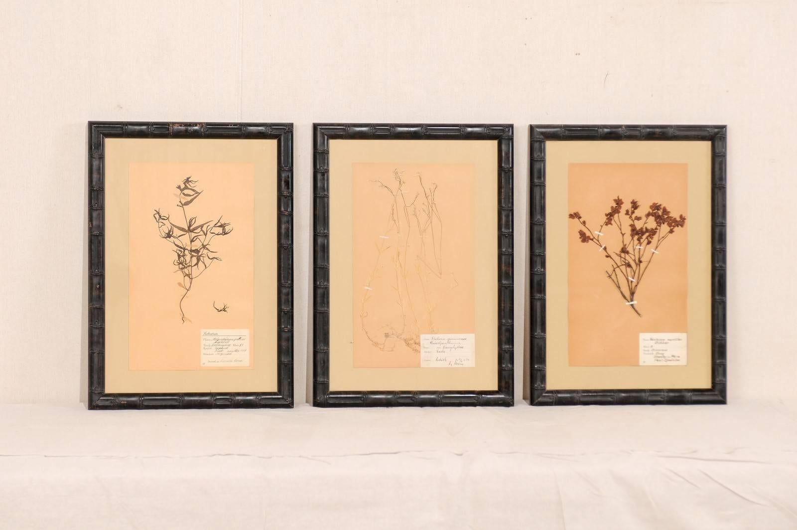 A set of three Swedish framed herbariums botanicals from the mid-20th century. These Swedish herbariums from the 1930s and 1950s are featured in black, bamboo designed carved wood frames. Each pressed botanical specimens includes a hand written