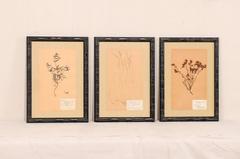 Ensemble de trois Herbariums botaniques suédois du milieu du siècle dernier dans des cadres en bambou foncé