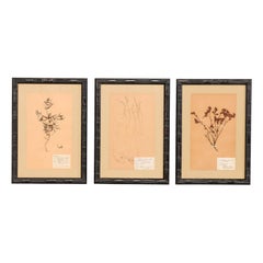 Set of Three Swedish Mid-Century Herbariums Botanicals in Dark Bamboo Frames