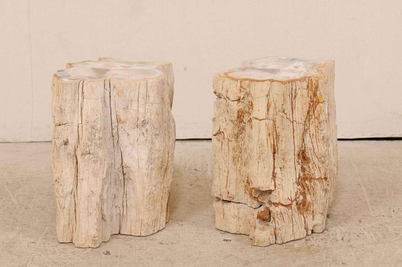 A pair of light toned petrified wood drinks tables. This pair of petrified wood drinks tables features a polished top finish and beautifully naturally textured sides. Petrified wood is a fossil. Over time, the petrified wood becomes so sturdy and