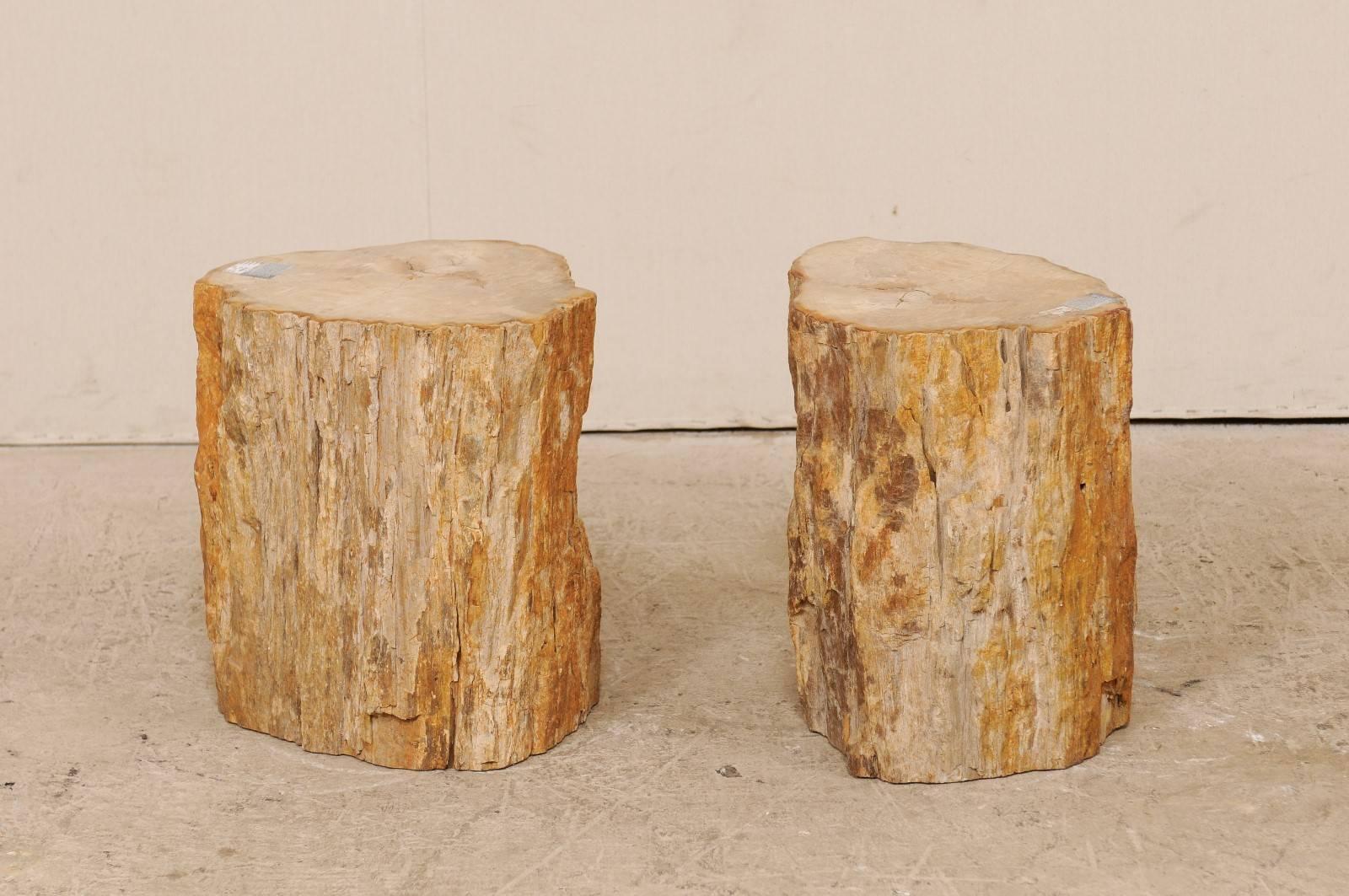 A pair of medium-warm toned petrified wood drinks tables. This pair of petrified wood drinks tables features a polished top finish and beautifully naturally textured sides. Petrified wood is a fossil. Over time, the petrified wood becomes so sturdy