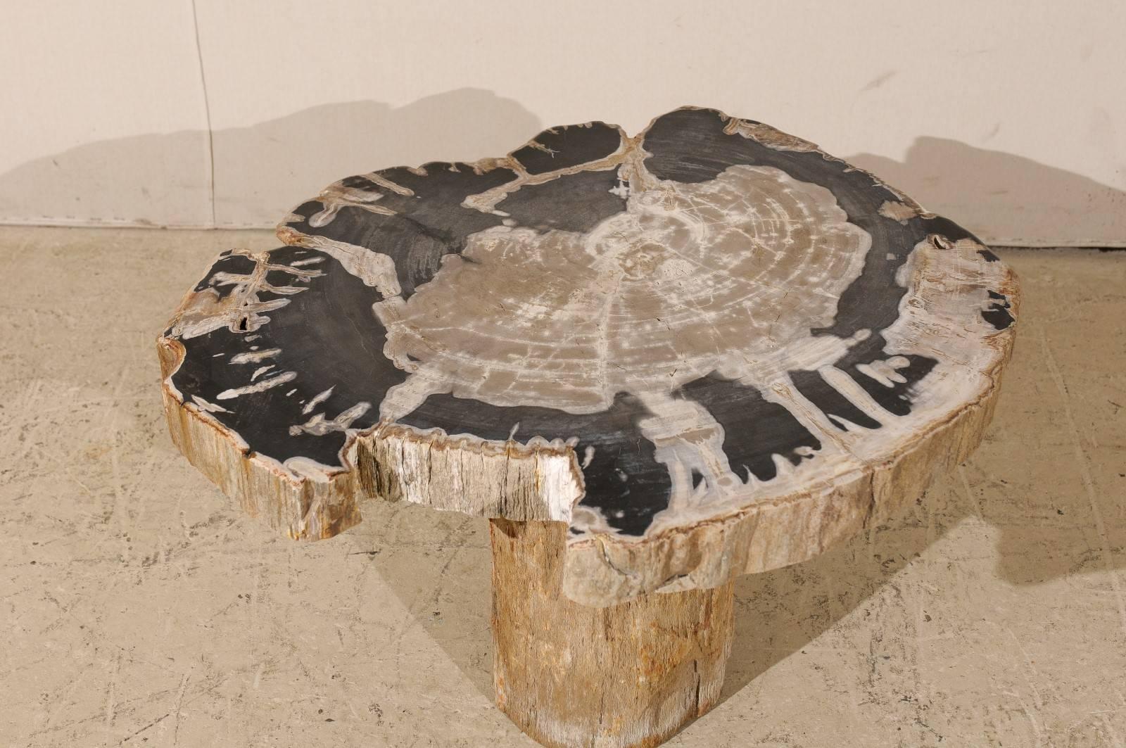 Indonesian Natural Petrified Wood Coffee, Drink or Side Table in Black, White and Grey