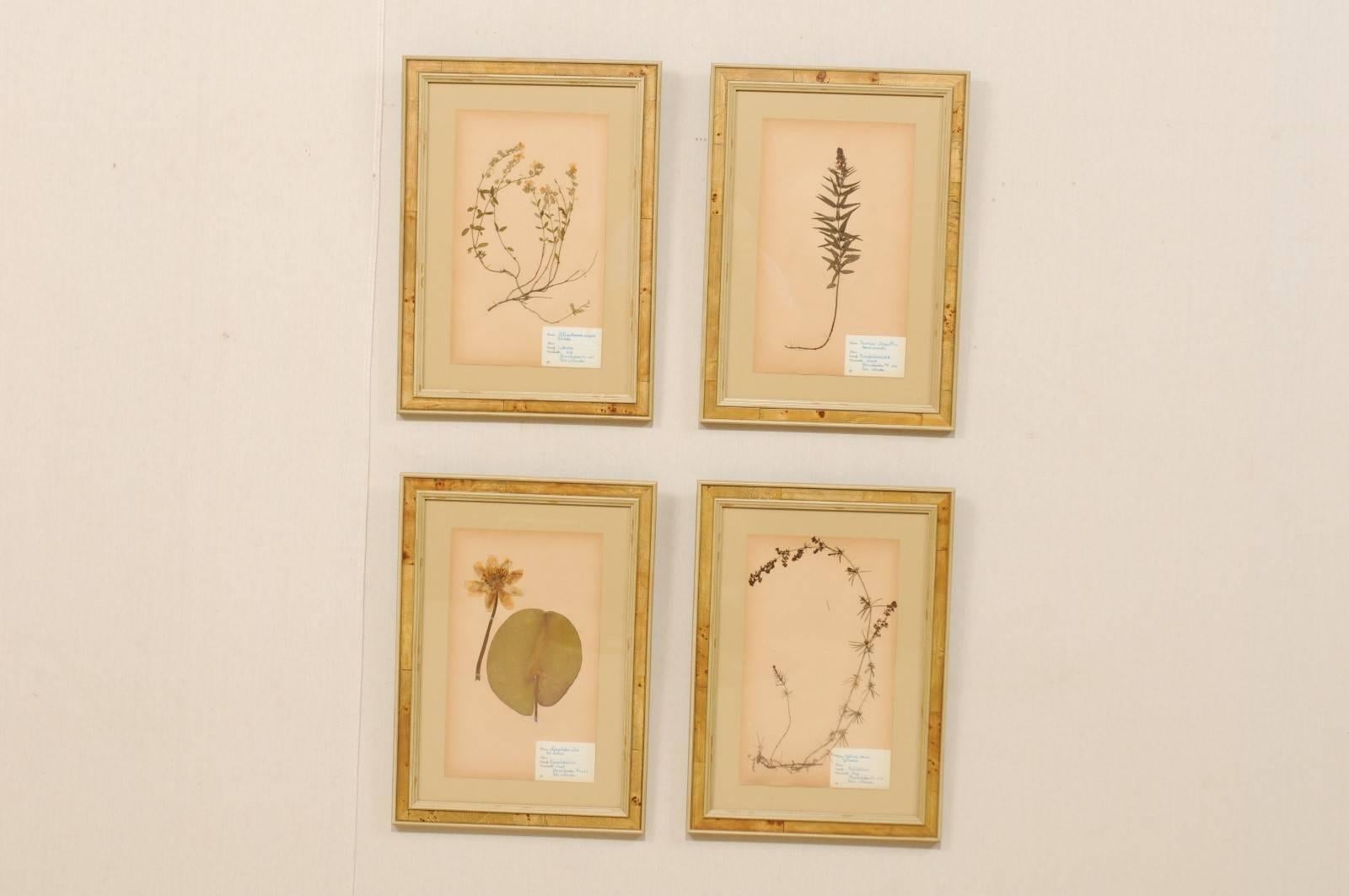 A set of four Swedish framed herbariums or botanicals from the mid-20th century. These Swedish 1950s herbariums are featured in custom light burl frames. Each pressed botanical specimens includes a hand written label with the plants name, variety,