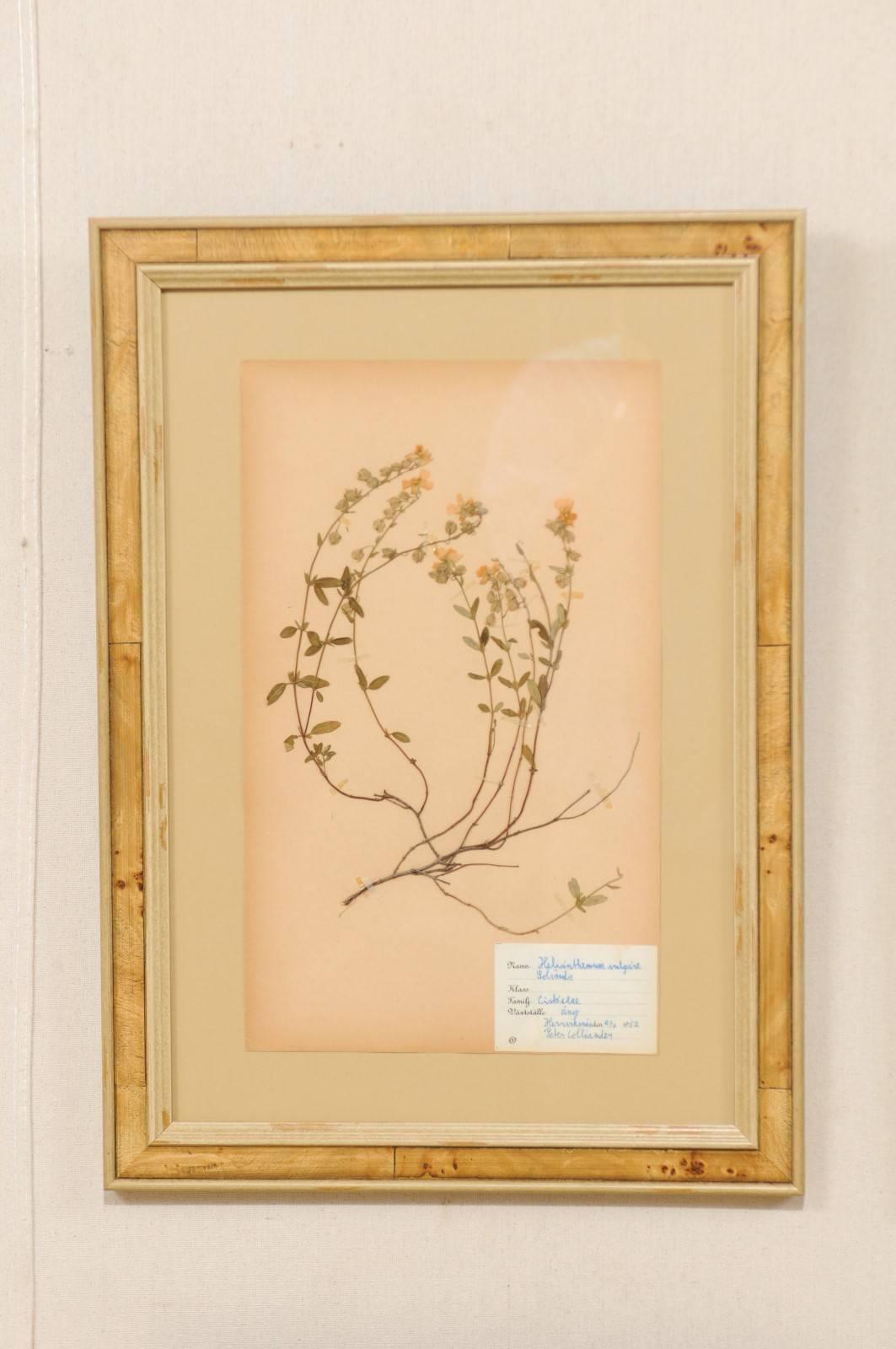 Set of Four Swedish Framed Herbariums or Botanicals, Handwritten Swedish Labels In Good Condition In Atlanta, GA