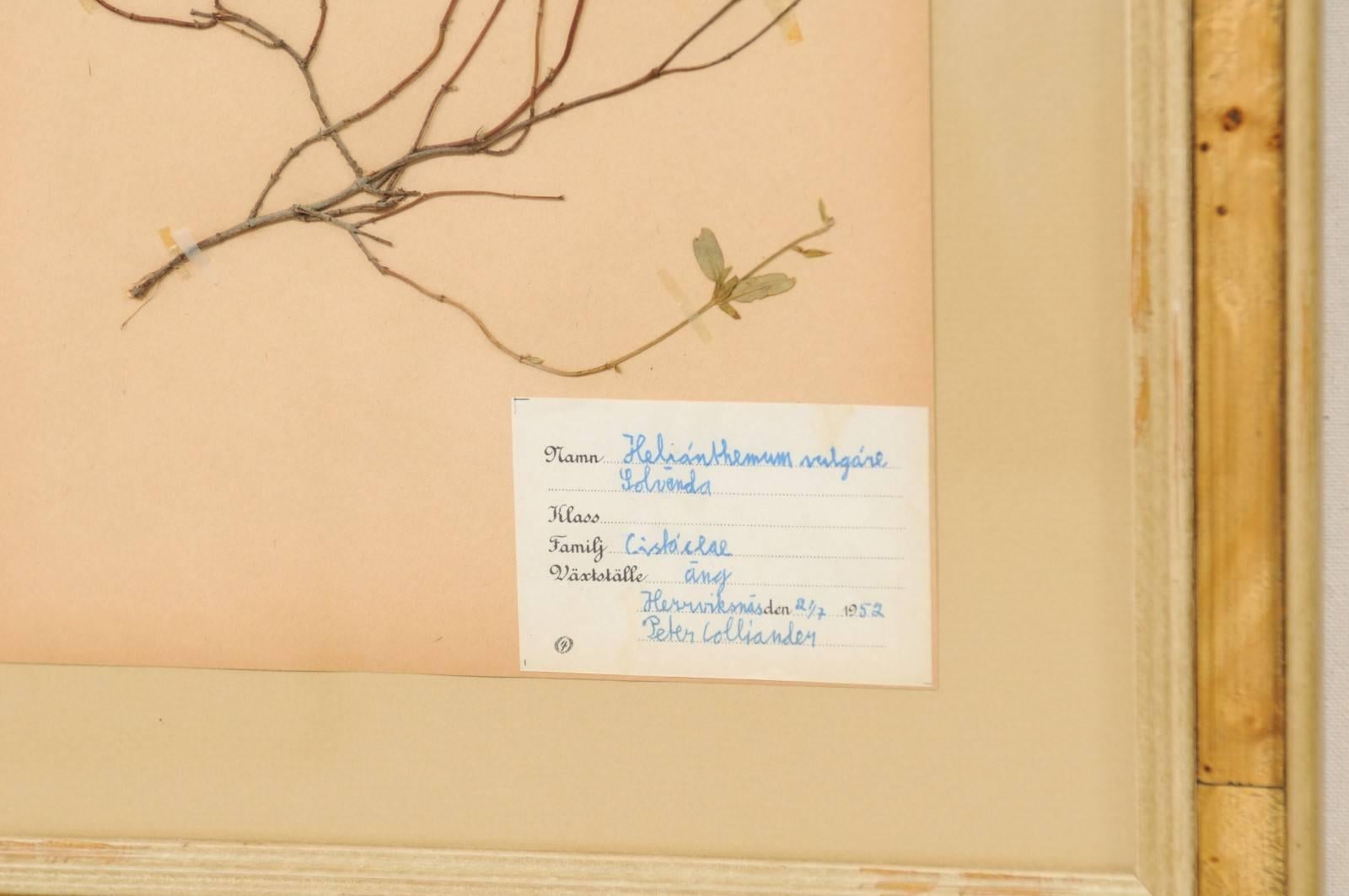 Set of Four Swedish Framed Herbariums or Botanicals, Handwritten Swedish Labels 2