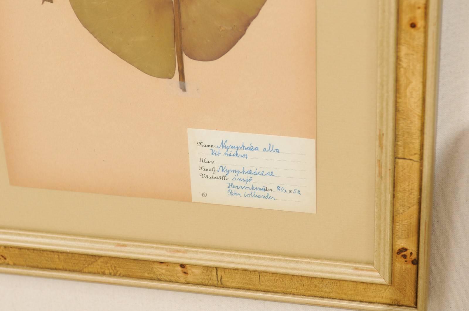 Set of Four Swedish Framed Herbariums or Botanicals, Handwritten Swedish Labels 3