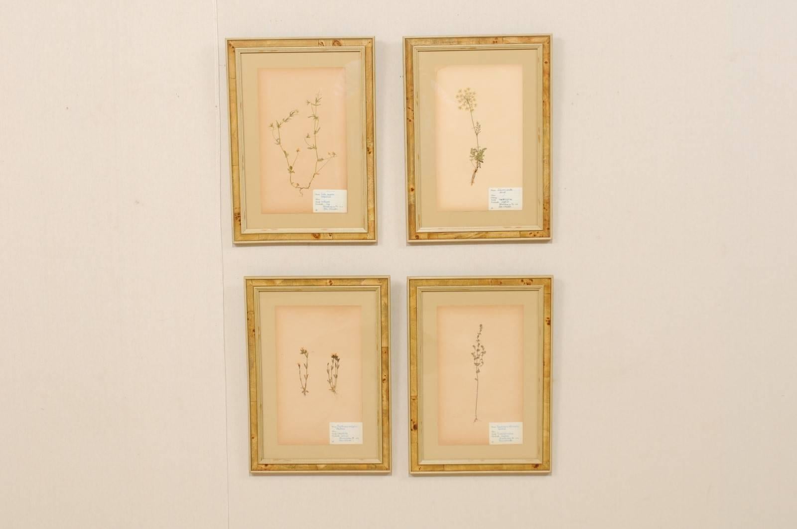 A set of four Swedish framed herbariums/botanicals from the mid-20th century. These Swedish 1950s herbariums are featured in custom light burl frames. Each pressed botanical specimens includes a hand written label with the plants name, variety,