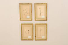 Set of Four Swedish Framed Herbariums/Botanicals from the Mid-20th Century