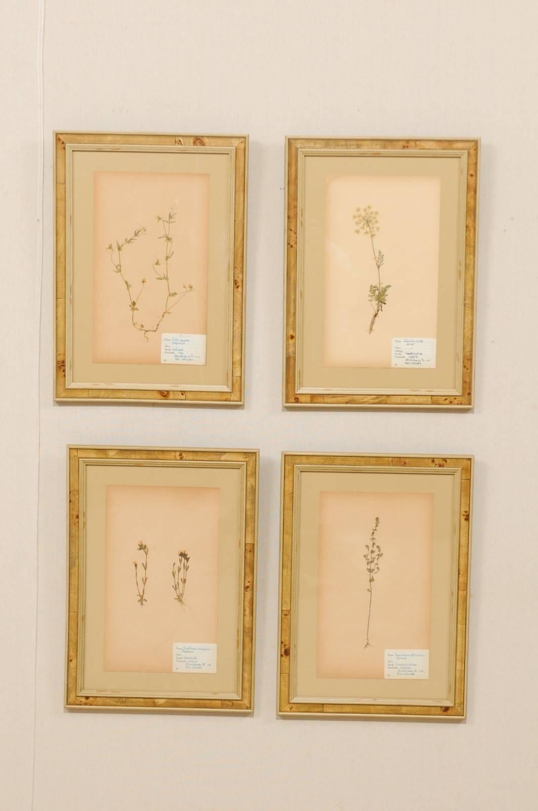 Set of Four Swedish Framed Herbariums/Botanicals from the Mid-20th Century In Good Condition In Atlanta, GA