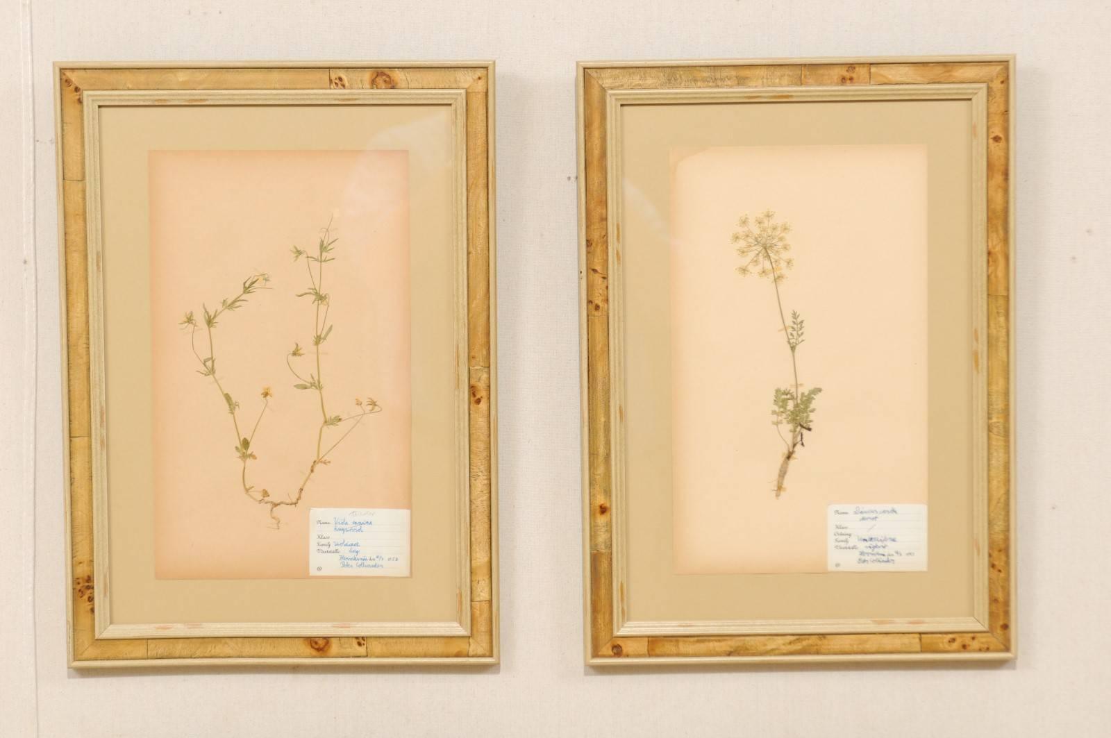 Set of Four Swedish Framed Herbariums/Botanicals from the Mid-20th Century 1