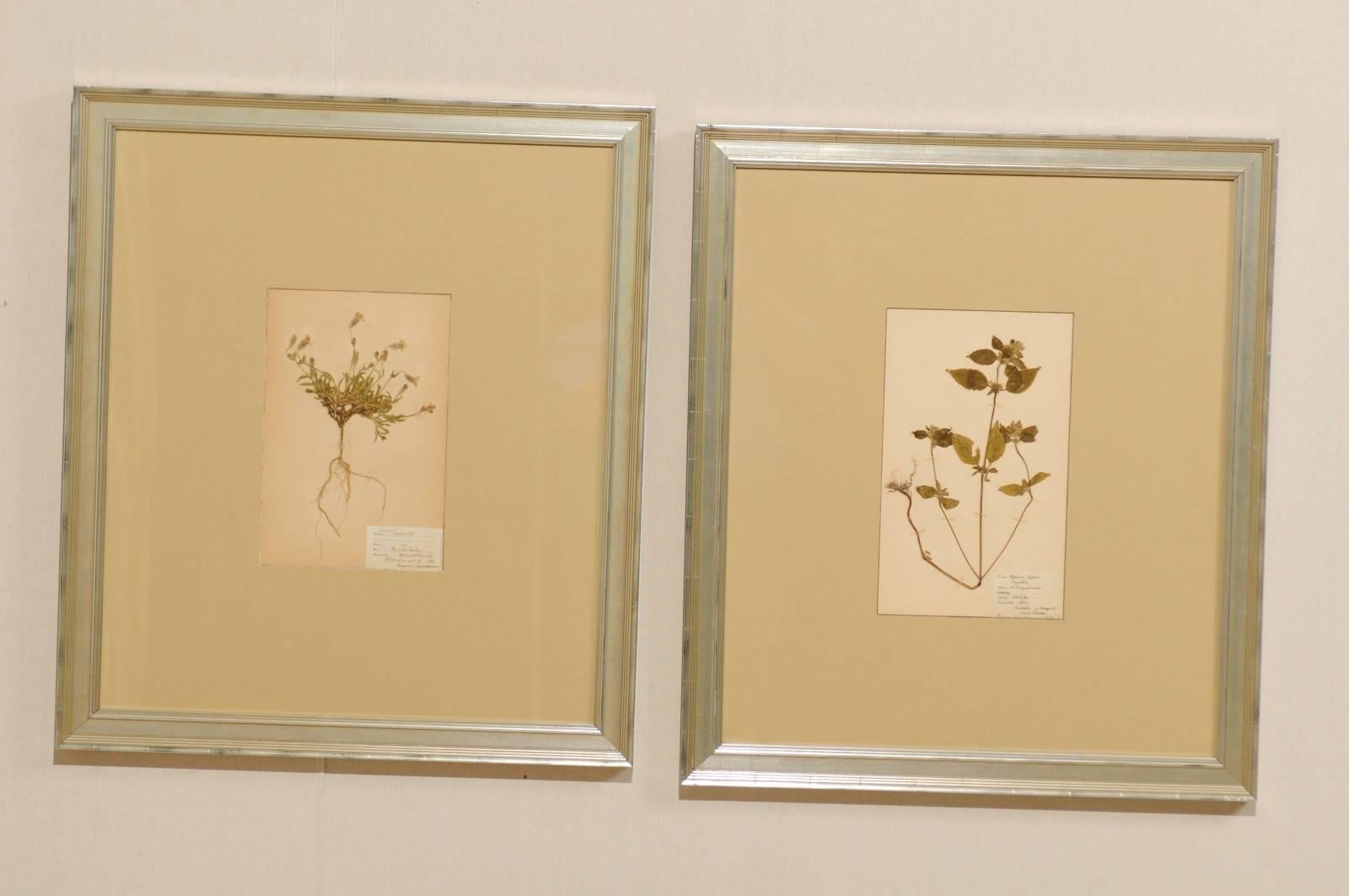 A pair of Swedish framed herbariums and botanicals from the early 20th century. These Swedish 1920s and 1930s herbariums are larger sized and featured in custom silver frames. Each pressed botanical specimens includes a hand written label with the