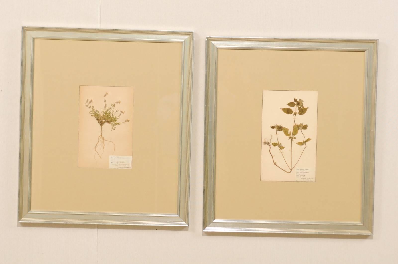 Pair of Swedish Framed Herbariums and Botanicals from the Early 20th Century In Good Condition In Atlanta, GA