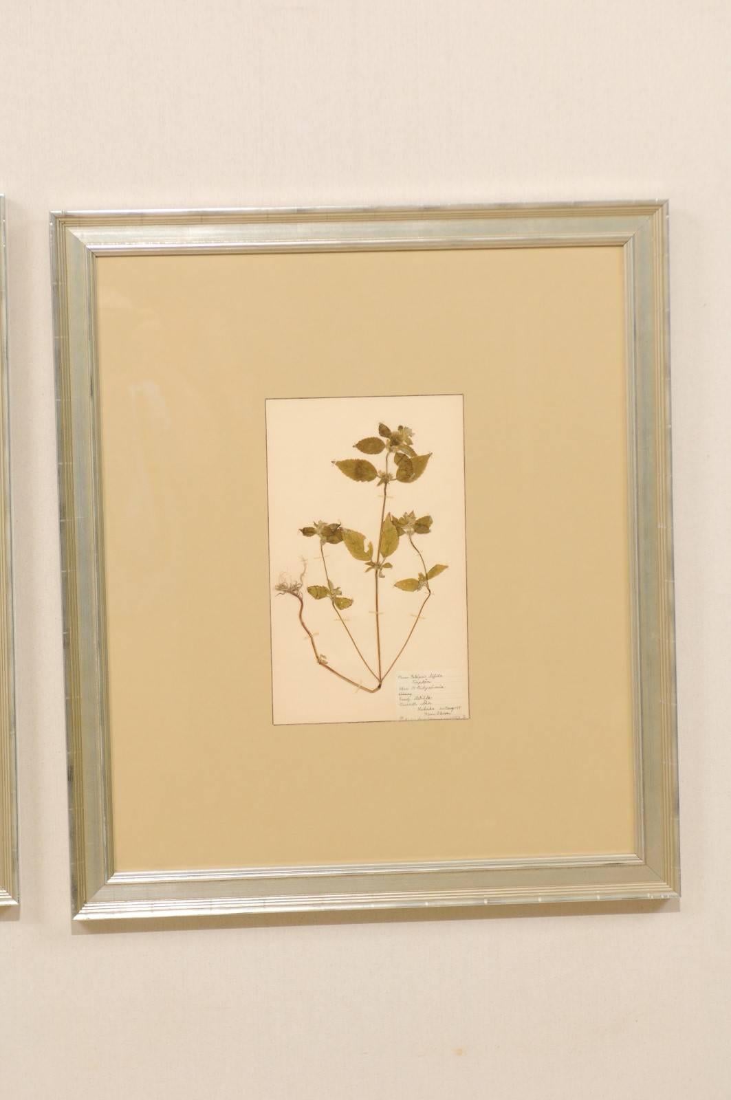 Pair of Swedish Framed Herbariums and Botanicals from the Early 20th Century 3