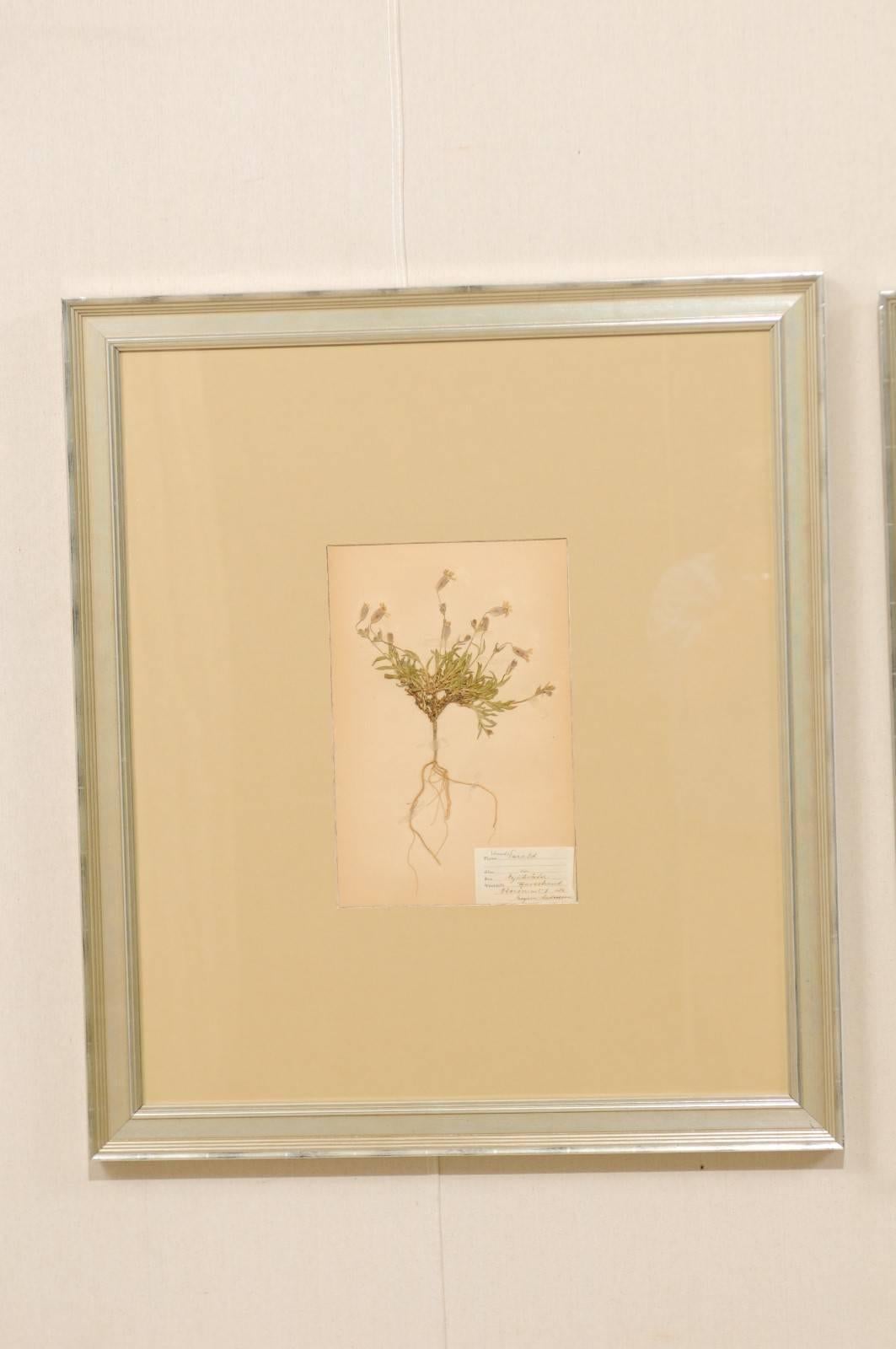 Pair of Swedish Framed Herbariums and Botanicals from the Early 20th Century 1