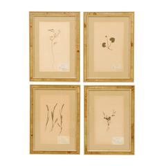Antique Set of Four Swedish Framed Herbariums or Botanicals in Light Burl Frames