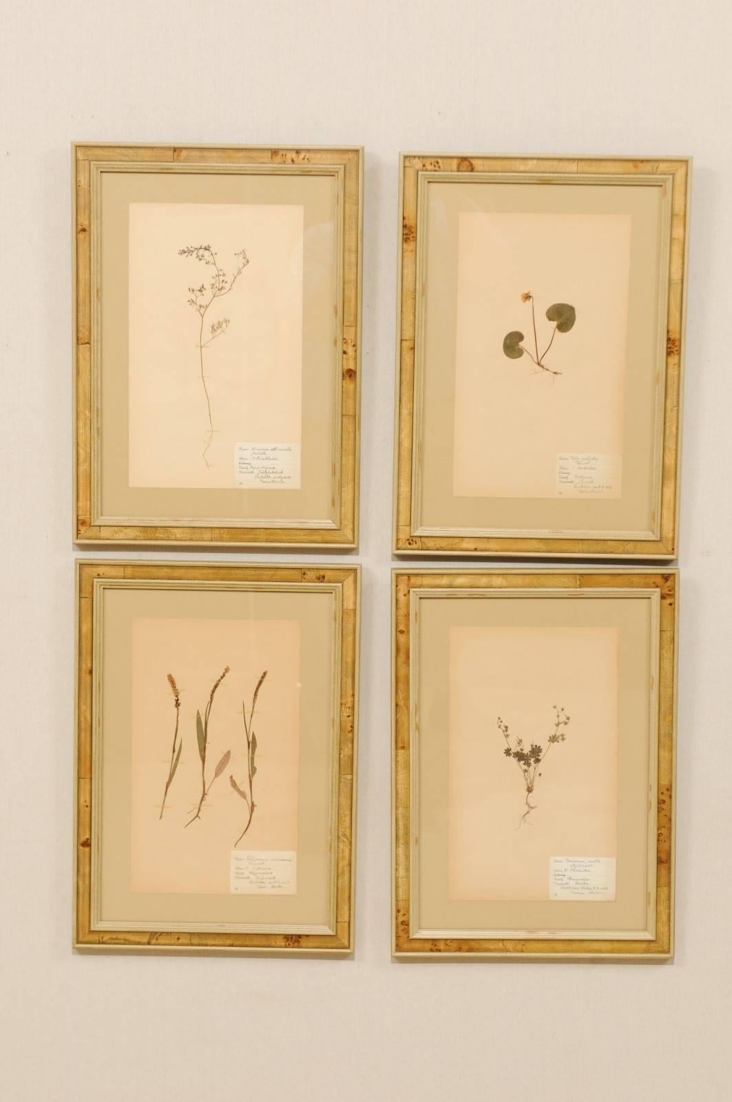 A set of four Swedish framed herbariums or botanicals from the early 20th century. These Swedish 1930s herbariums are featured in custom light burl frames. Each pressed botanical specimens includes a hand written label with the plants name, variety