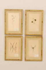 Set of Four Swedish Framed Herbariums or Botanicals in Light Burl Frames