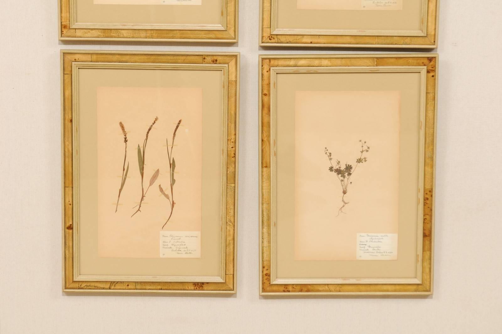 20th Century Set of Four Swedish Framed Herbariums or Botanicals in Light Burl Frames