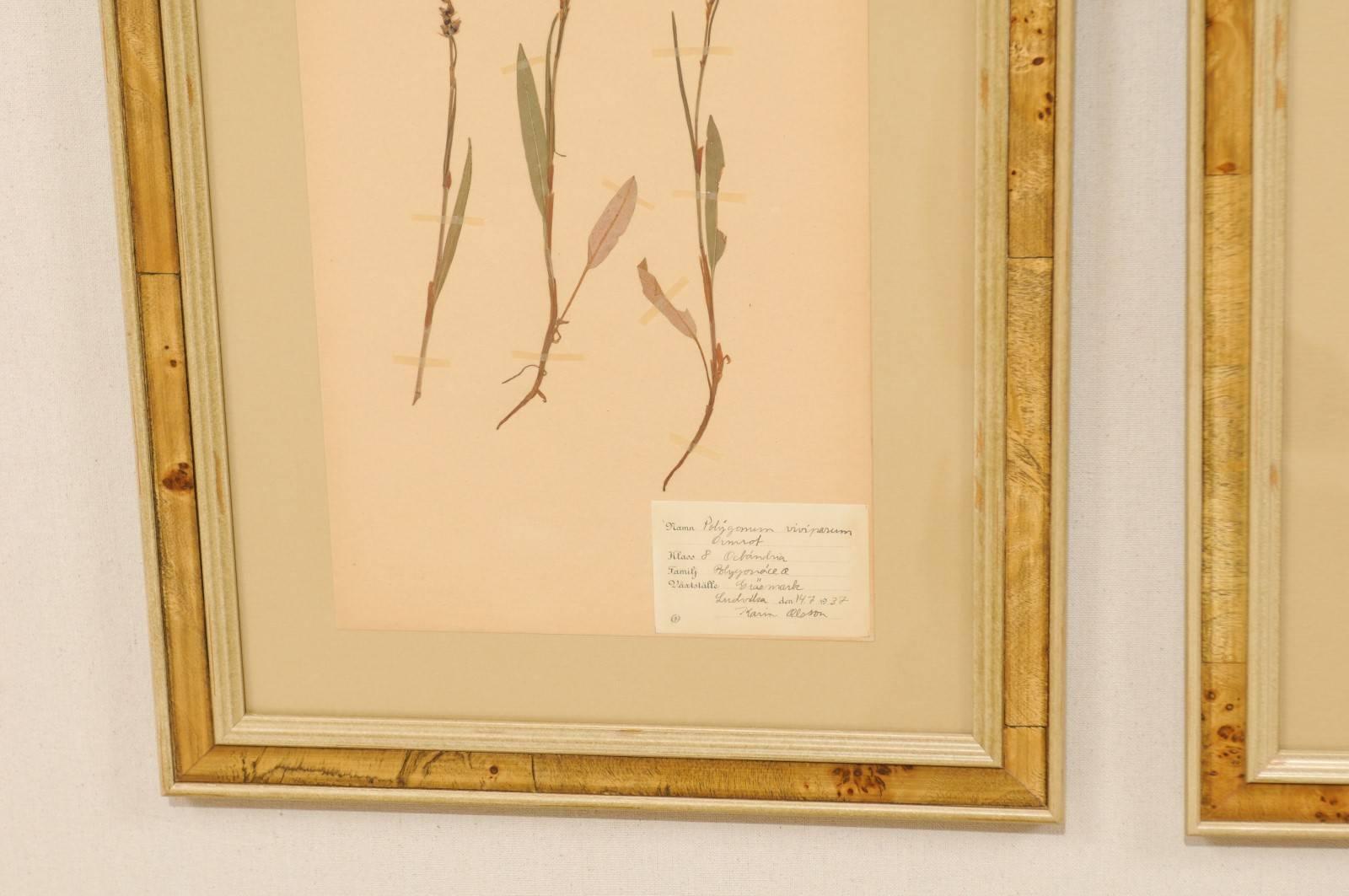 Set of Four Swedish Framed Herbariums or Botanicals in Light Burl Frames 2