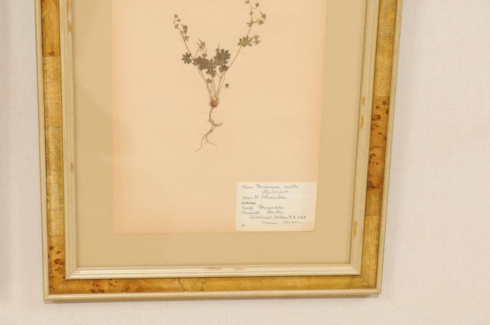 Set of Four Swedish Framed Herbariums or Botanicals in Light Burl Frames 3