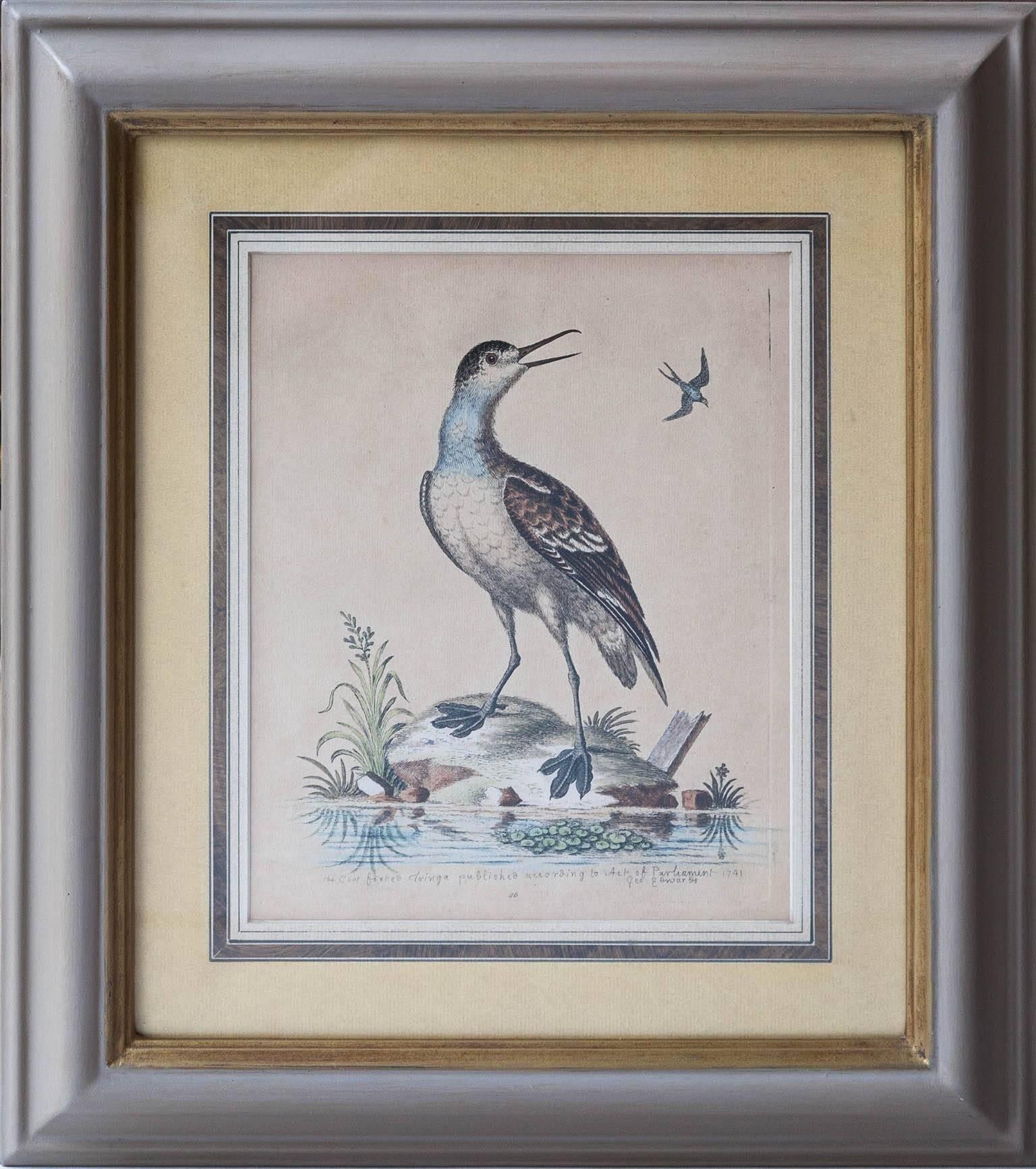 A set of six copper plate engravings after George Edwards from his seminal book 'A Natural History Of Uncommon Birds'. To include 'The Coot Footed Tringa', 'The Yellow Headed Finch' and 'The Worm Eater'. 
Published in England, circa 1740.
Framed