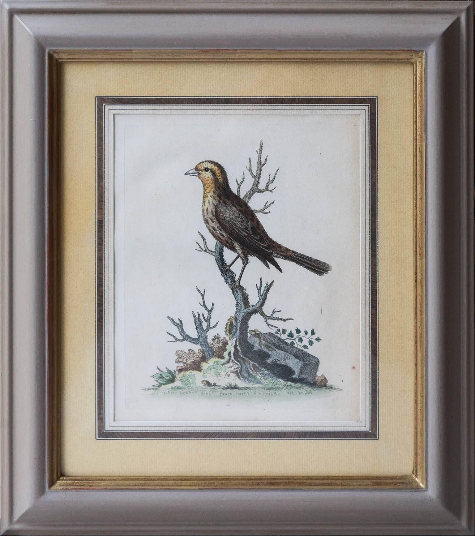George II Six Framed English 18th Century Bird Prints After George Edwards, Published 1740