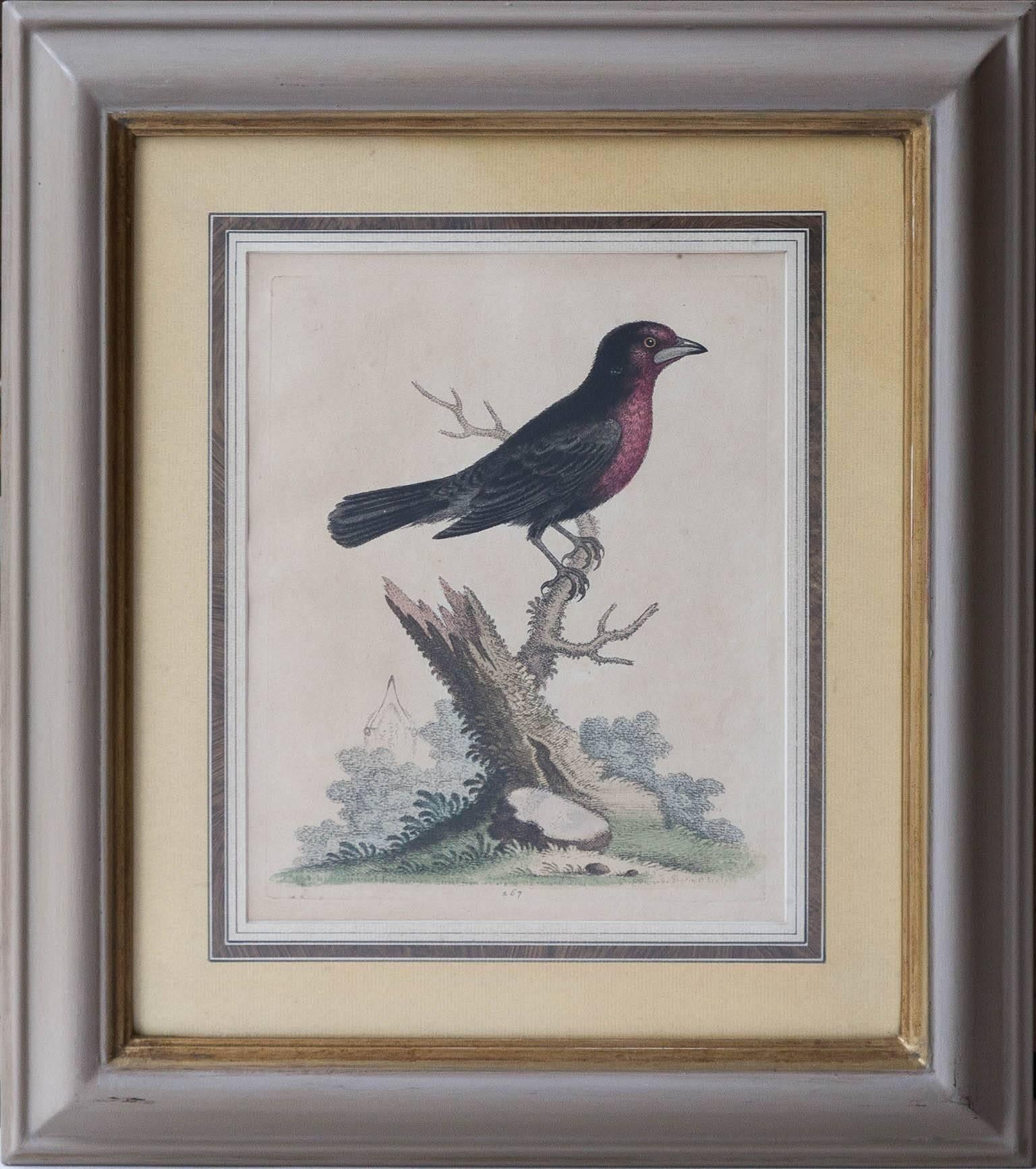 Six Framed English 18th Century Bird Prints After George Edwards, Published 1740 In Good Condition In London, GB