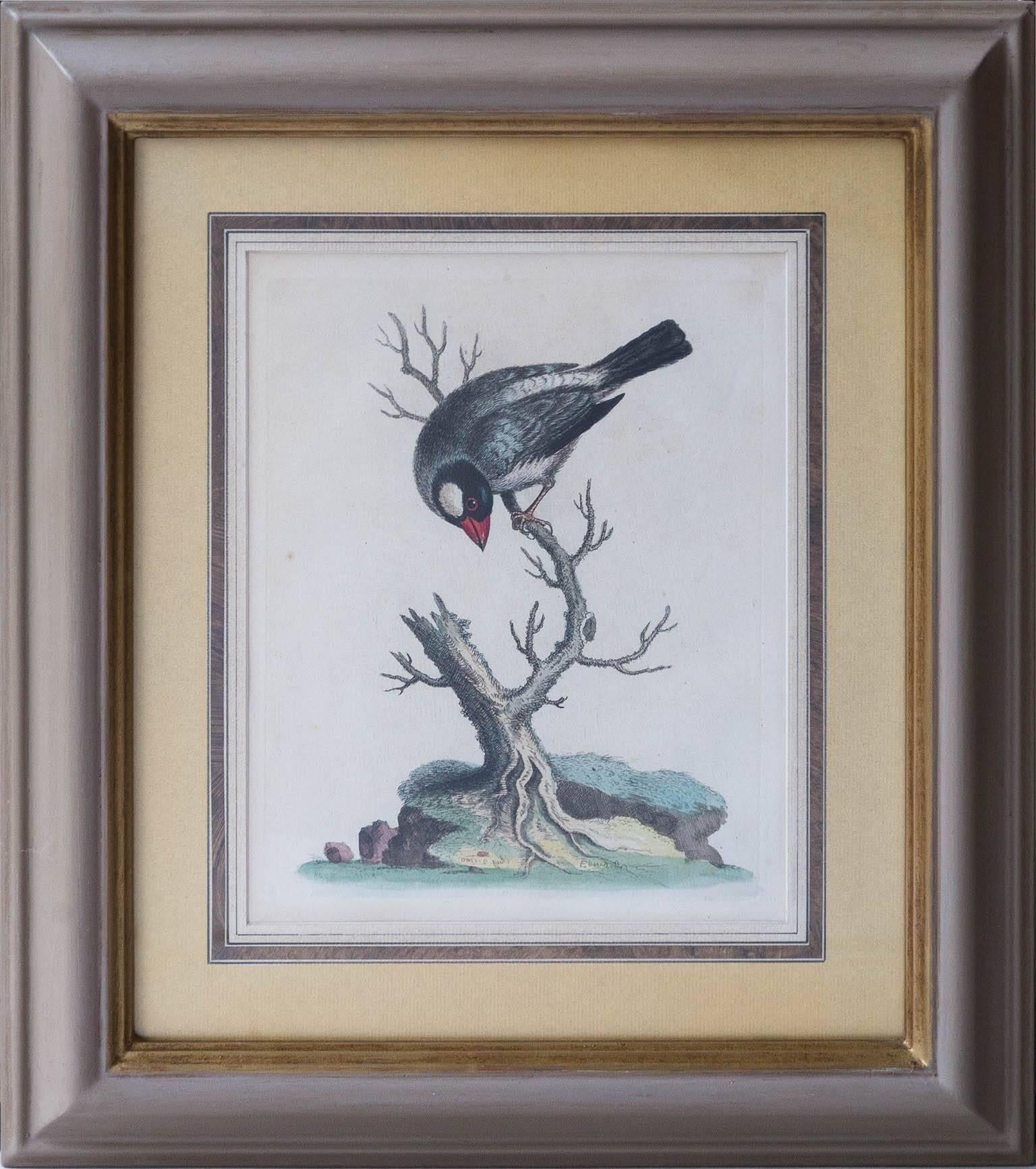 Mid-18th Century Six Framed English 18th Century Bird Prints After George Edwards, Published 1740