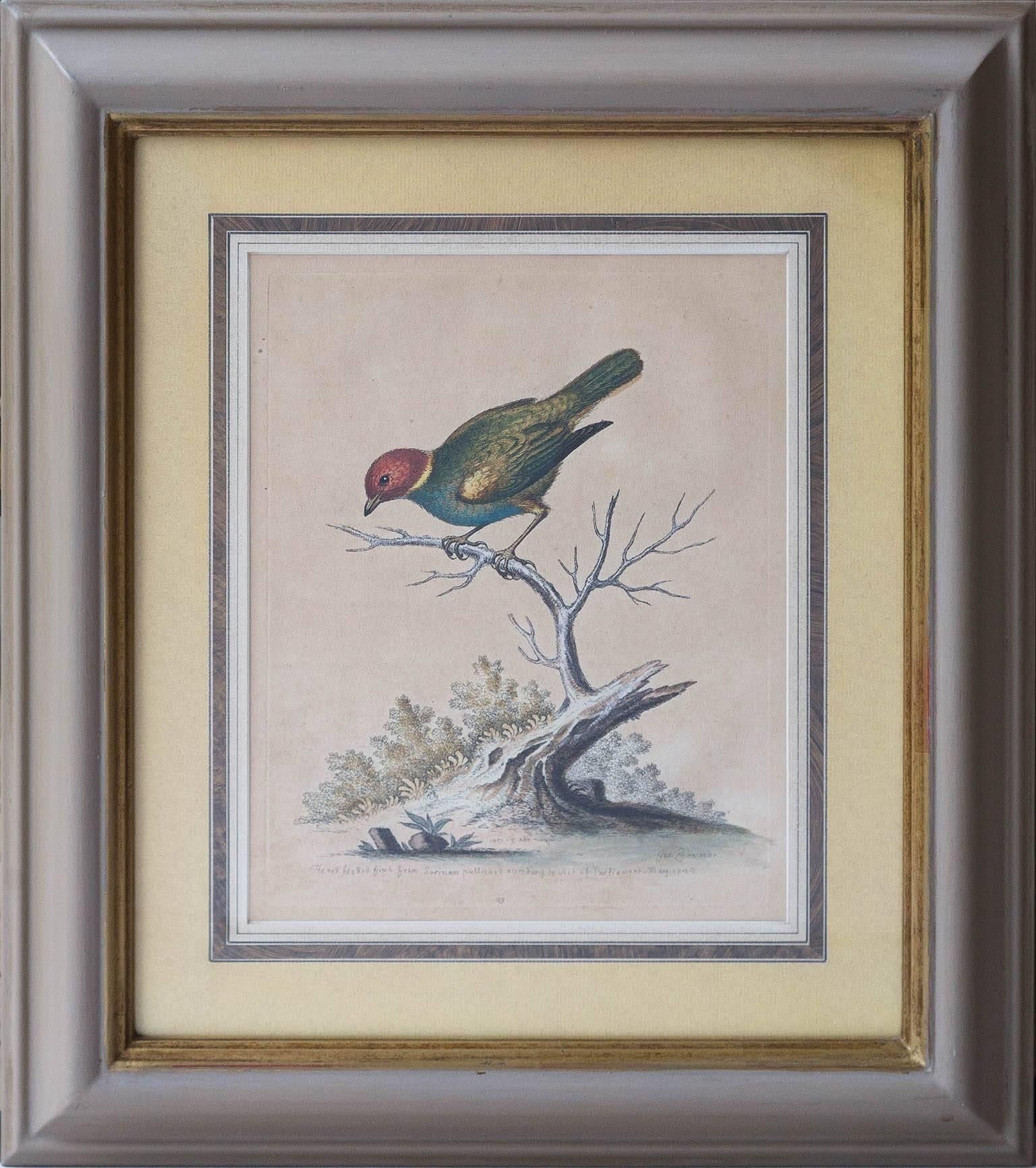 Paper Six Framed English 18th Century Bird Prints After George Edwards, Published 1740