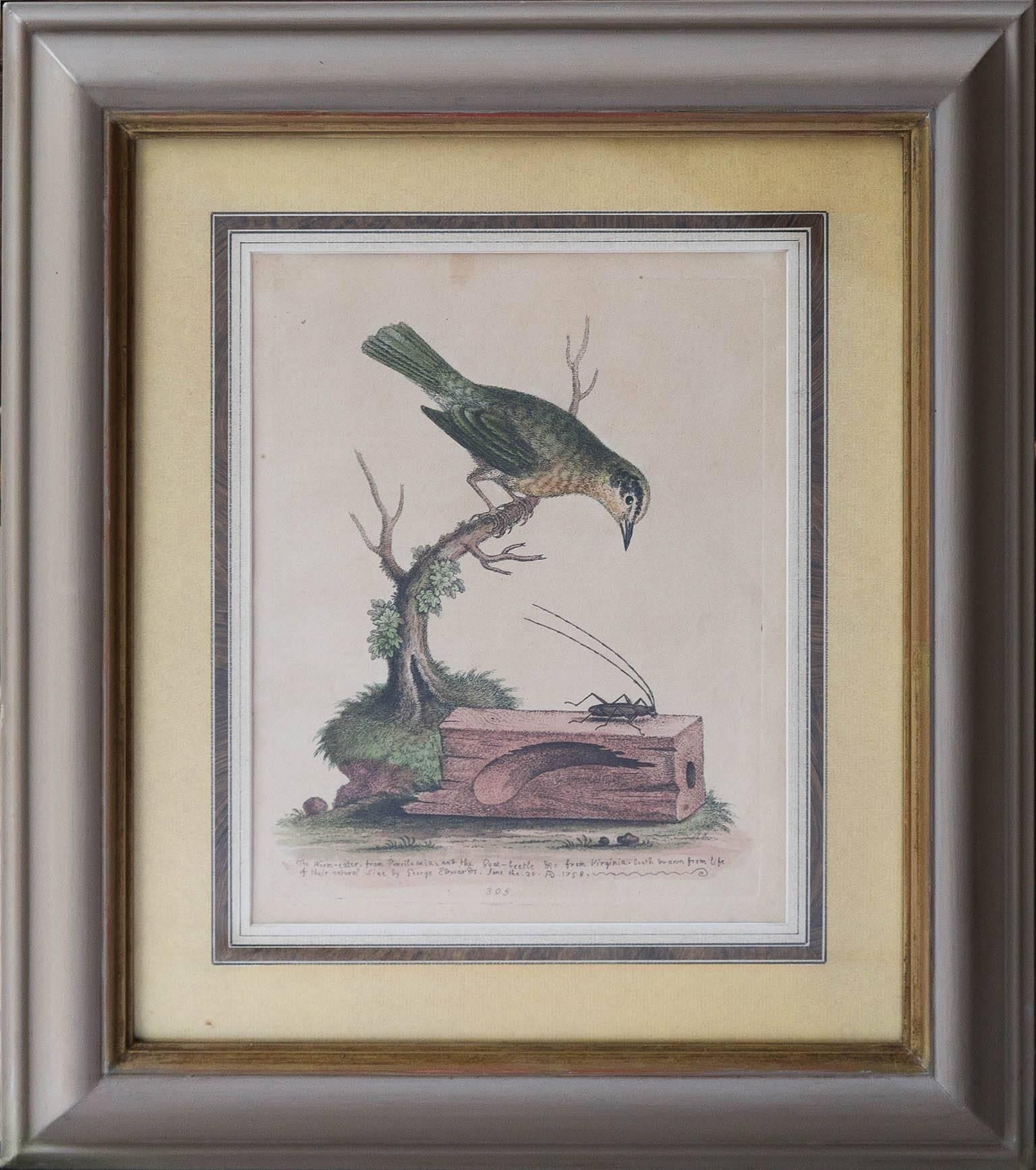 Six Framed English 18th Century Bird Prints After George Edwards, Published 1740 1