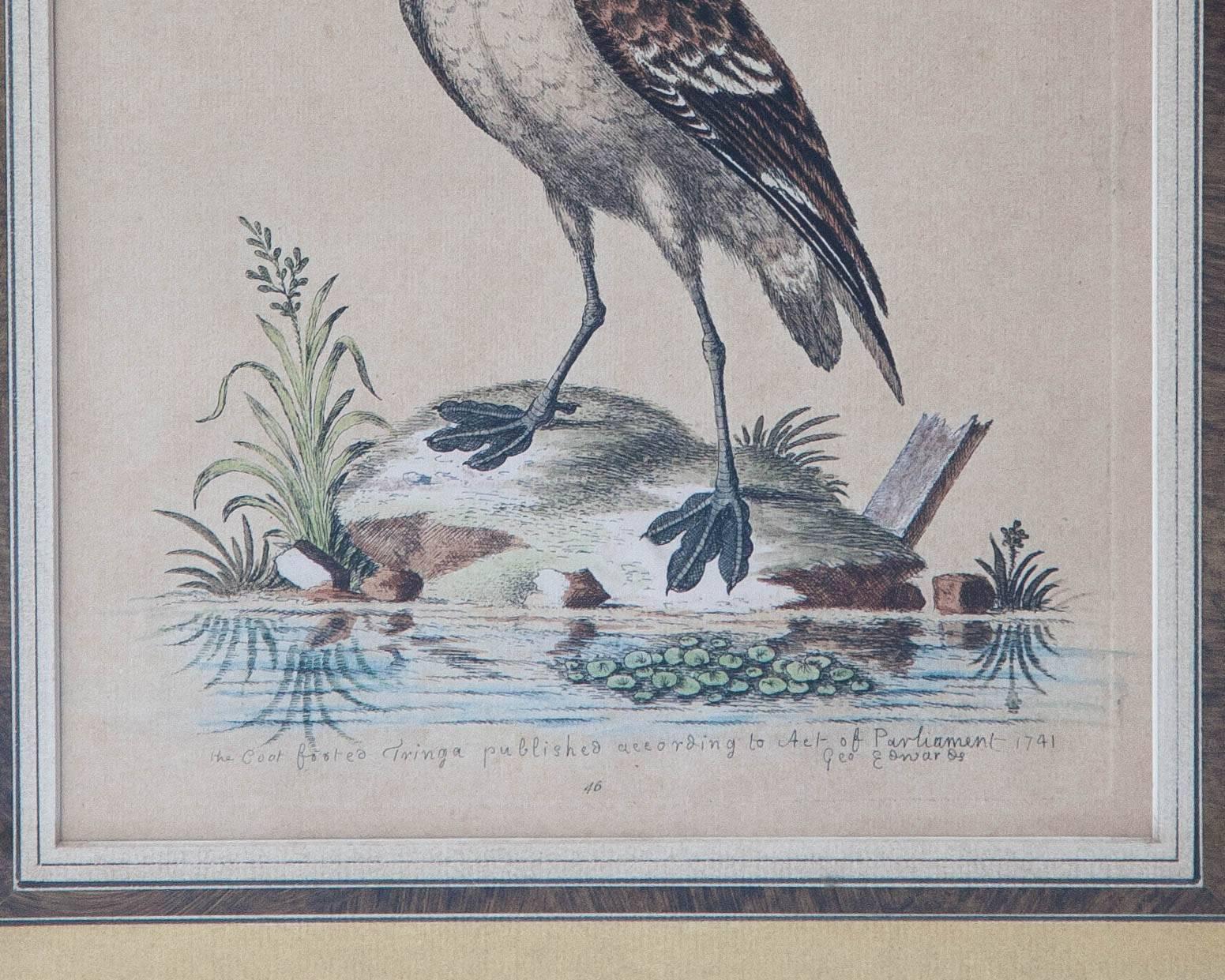 Six Framed English 18th Century Bird Prints After George Edwards, Published 1740 2