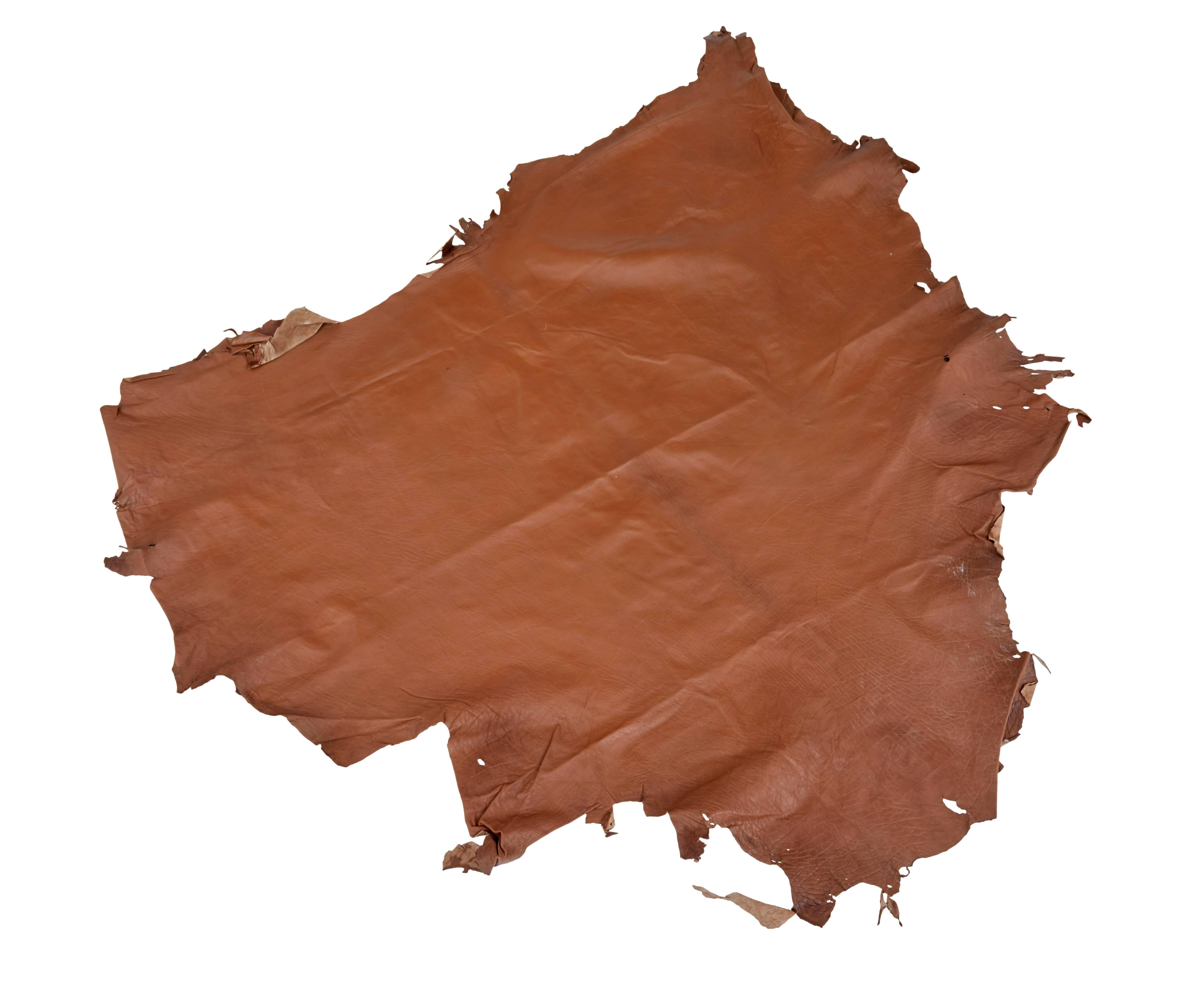 Collection of ten tan cow hide skins for upholstery

These are all 1 year old skins. 

Good quality tan leather hides ready for use in upholstery.

Largest 52