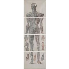 Antique Anatomical Chart of the Human Nervous System
