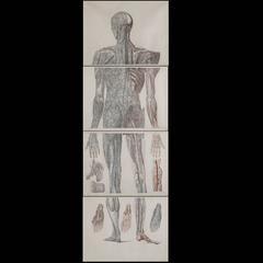 Anatomical Chart of the Human Nervous System