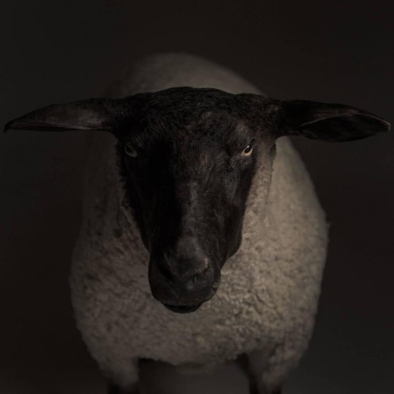 Taxidermy Suffolk Sheep, circa 1910 For Sale at 1stDibs