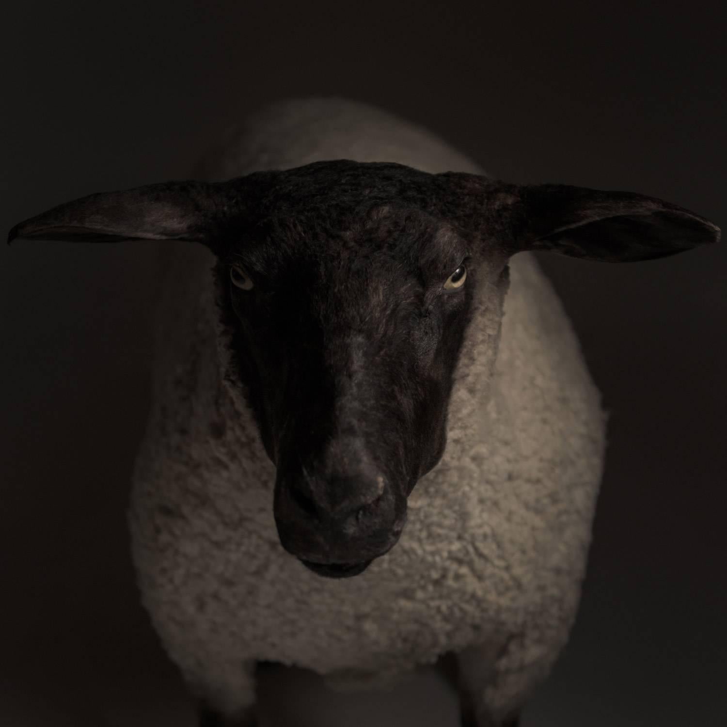 Taxidermy Suffolk sheep, circa 1910.

Large taxidermy sheep. In great condition with beautiful face and great posture.