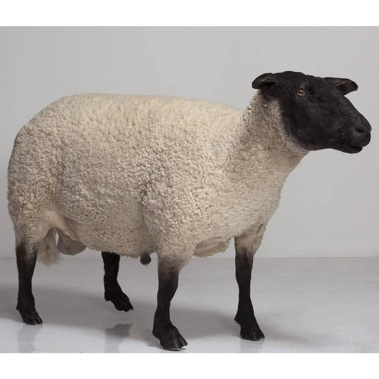 Taxidermy Suffolk Sheep, circa 1910 For Sale at 1stDibs