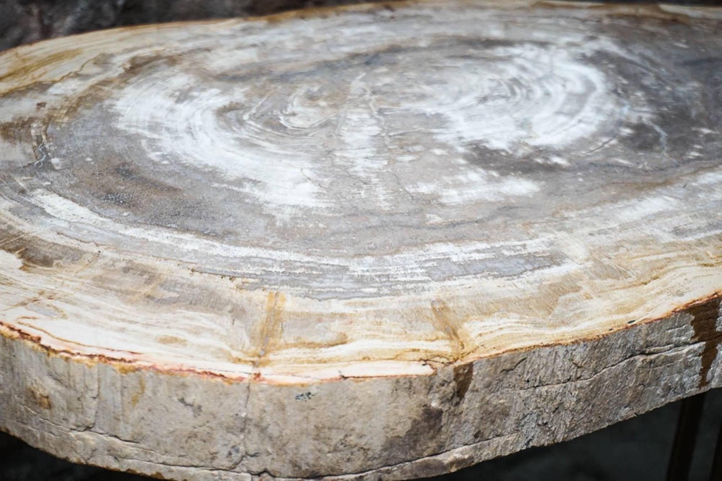 Modern Custom Petrified Wood Slab Accent Table with Brass Base For Sale