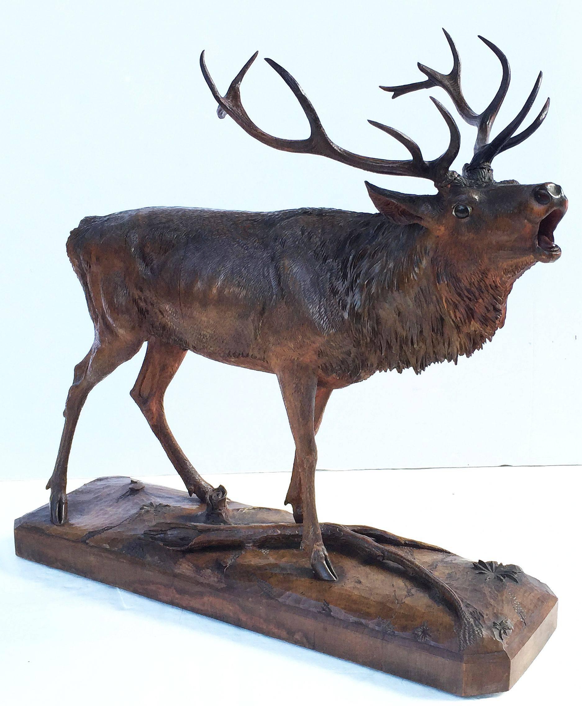 A large Black Forest deer or stag of carved wood, in a standing pose, on platform base. Featuring fine detail to the head, body and base. The head with naturalistic glass eyes and painted accents.

Antler horns removable for