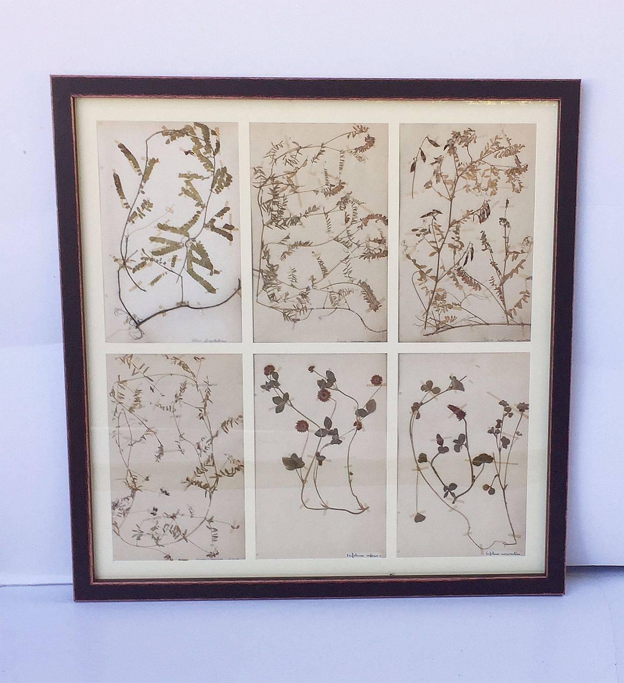 Large Pressed Botanical Framed under Glass from Sweden For Sale 1