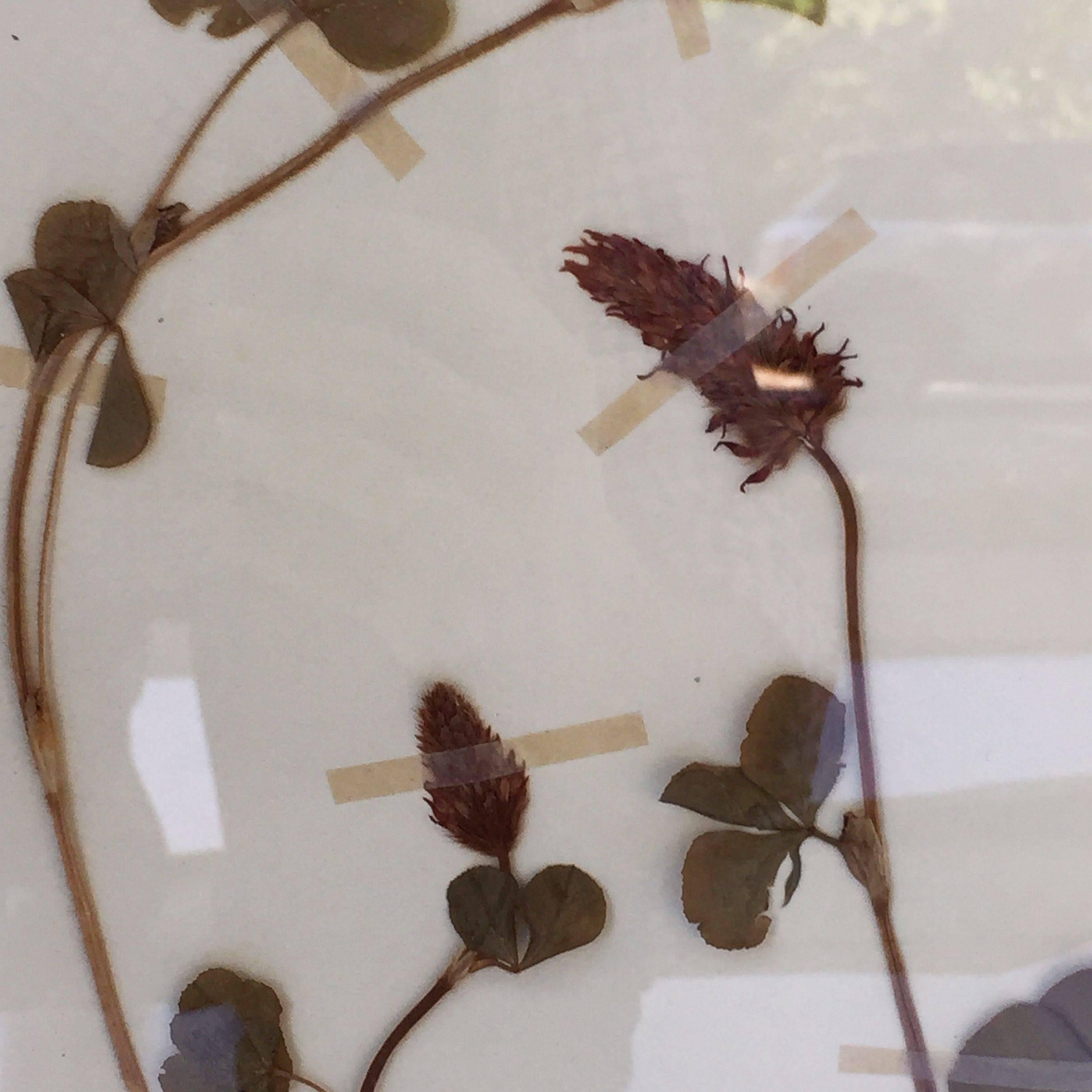 Large Pressed Botanical Framed under Glass from Sweden For Sale 2